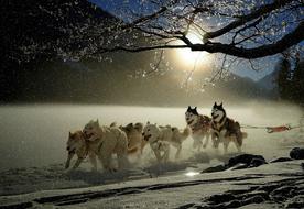 pack of huskies running in harness in the wild in the north