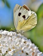 light green butterfly on white flower in nature