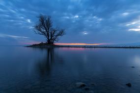 blue twilight over a tree on the shore