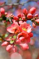 nice magnificent Pink Flowers