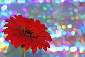 Gerbera, red Flower at colorful glitters