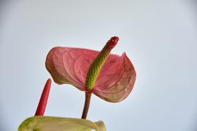 red Garden Plant