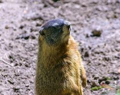 Wyoming Yellow-Bellied Marmot Rock