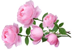 five Pink Roses at white background as an illustration