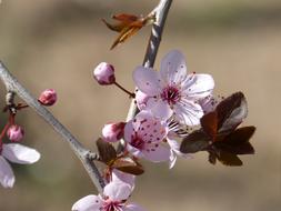 photo of a blooming garden branch on the wallpaper