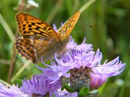 Close-up of the beautiful Fritillary butterfly on the beautiful violet thistle flowers