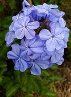 Blue Plumbago