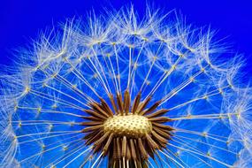 partly bald seed head of Dandelion at blue background, Macro