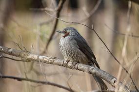 magnificent Bird Winter