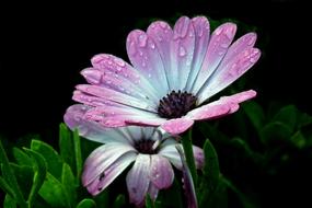spring garden flower after rain