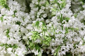 bush of white lilac in spring