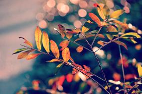 closeup photo of amazing Autumn Leaves