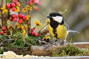 Beautiful, colorful and cute titmouse bird, near the colorful flowers, in the spring
