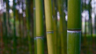 macro photo of green bamboo stems