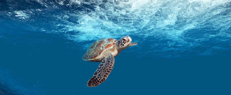 beautiful spotted turtle in the ocean in Mexico