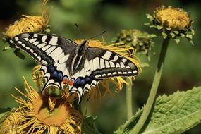 Dovetail Butterfly