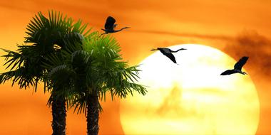 birds over palm trees in orange sunset