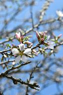 blooming tree branches at sky