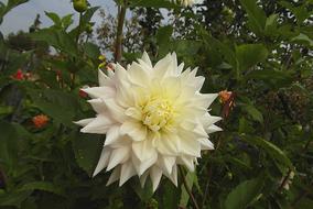 white dahlia in the garden in the evening