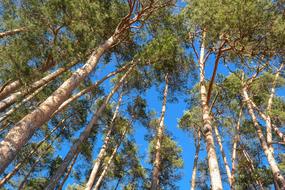 Trees Pine Log at blue sky