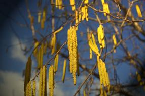 wonderful Hazelnut Flowers