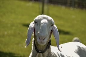 photo of a white sheep with long ears