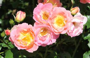 summer pink roses on a bush in the garden close up