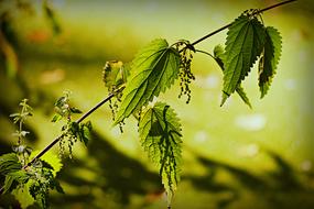 branch of stinging nettle close-up on a blurred background