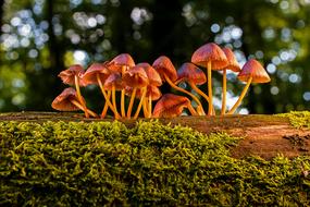 brown mushrooms on a log on a blurred background