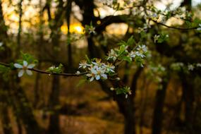 White Flowers on Tree