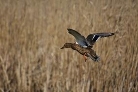 brown duck over the reeds in a blurry background