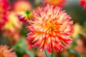 Close-up of the dahlia spray, red and yellow blossom