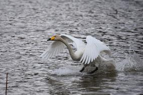 white bird on the water on a cloudy day