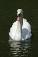 unusually beautiful Swan Bird Water