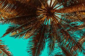 Bottom view of the beautiful palm trees at background with beautiful, turquoise sky