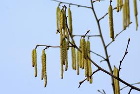 Hazel Tree blossoms on twigs at sky