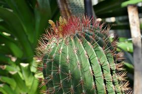 Cactus Prickly Desert