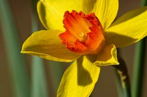 macro photo of a yellow daffodil with an orange core