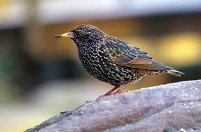 little spotted bird sits on a stone