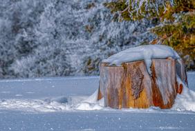 Log Winter forest
