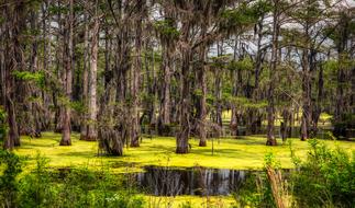 Beautiful landscape with the colorful trees and other plants in the swamp of Mississippi