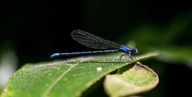 Close-up of the beautiful, shiny, blue dragonfly, on the green leaf, in El Salvador