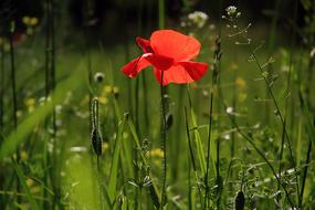 Wild Poppy Flower Nature