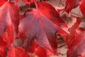 excellent Leaves Autumn Red