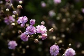 summer purple flowers in the meadow