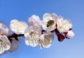 enchanting Bee Flowers White