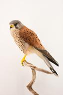 portrait of splendid kestrel bird