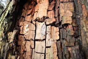 closeup picture of Tree Texture