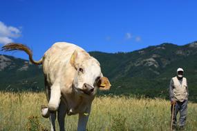 cow and shepherd in the pasture on a sunny day