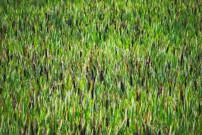 Close-up of the beautiful, green and yellow reed in the pond